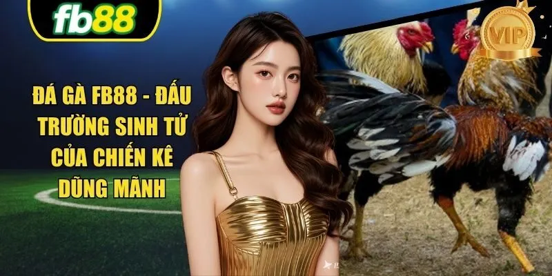 Đá Gà FB88 - Đấu Trường Sinh Tử Của Chiến Kê Dũng Mãnh