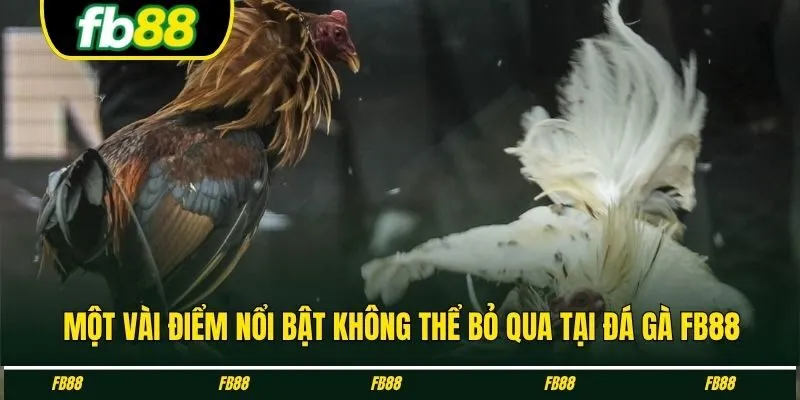 Một vài điểm nổi bật không thể bỏ qua tại đá gà FB88